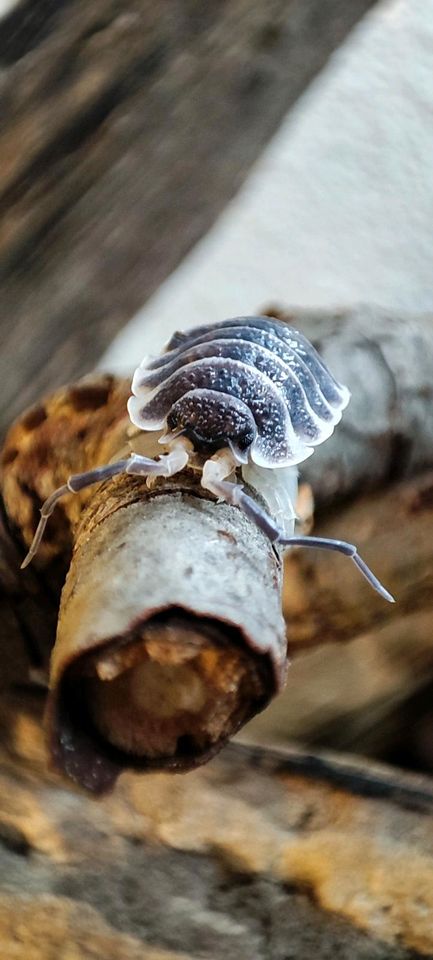 Porcellio Hoffmanseggii in Nürtingen