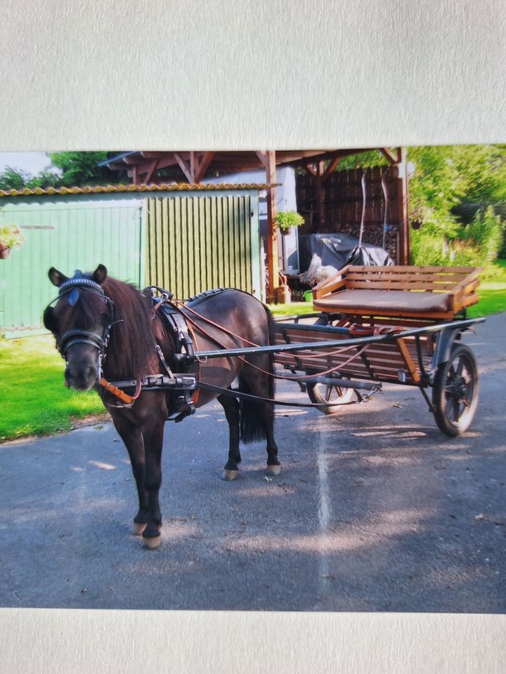 Ponykutsche/Gig/Shetty in Brande-Hörnerkirchen