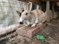 Kaninchen Stallhase Weibchen Zippe abzugeben Bayern - Gemünden a. Main Vorschau