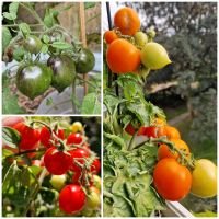 Tomatensamen Set 3 Sort. Balkon Utenok, Lunnjy Kamen, Gartenperle Nordrhein-Westfalen - Ennepetal Vorschau