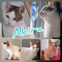 Kater, Kitten, EKH ❤️ Akira ❤️ Brandenburg - Luckenwalde Vorschau