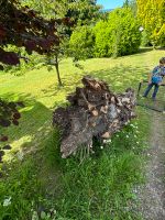 Riesenwurzel Deko Garten Thüringen - Suhl Vorschau