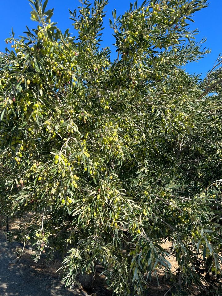 Olivenöl, 5 Liter, Extra Natives aus Kreta, Familieneigener Anbau in Sprockhövel