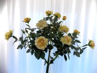 Seidenblumen Gelbe Rosen Kunstpflanze mit Topf 150 cm Hessen - Herleshausen Vorschau