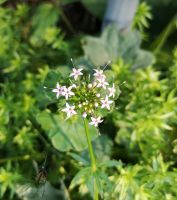 Rosenwaldmeister Dresden - Laubegast Vorschau