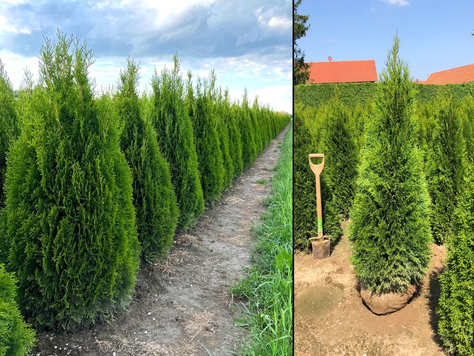 Lebensbaum Thuja occidentalis 'Smaragd' 160-180 cm | Bayernhecke` in Ingoldingen