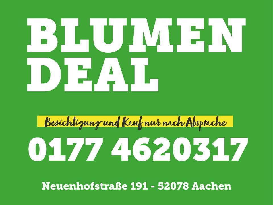 399€* Olivenbaum im Kunststofftopf (groß) in Aachen