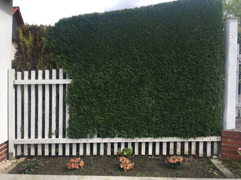 Gartenarbeiten/ Hecke schneiden/ Baumschnitt in Guthmannshausen