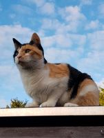 Katze noch immer vermisst ! Brandenburg - Hoppegarten Vorschau