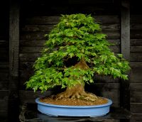 Bonsai Dreispitz Ahorn Bayern - Karlstein Vorschau