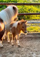 Minipony Stute Fohlen Fuchsschecke Shetty Bayern - Falkenberg Vorschau