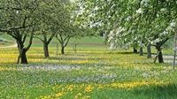 Streuobstwiese Wiese Wald Baden-Württemberg - Krautheim Vorschau