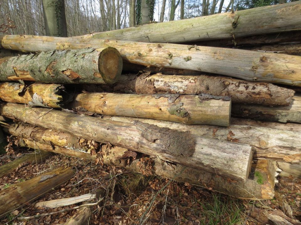 Brennholz Fichtenholz Stammholz Kaminholz Ofenholz in Melle