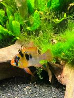 Mikrogeophagus Ramirezi  Schmetterlingsbuntbarsch Nordrhein-Westfalen - Velbert Vorschau