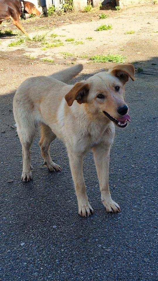 SARI Labrador Kokoni Mischling Hündin Tierschutz Hund in Korb