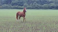 Fuchsstute 2 Jahre Warmblut Großpferd Niedersachsen - Flöthe Vorschau