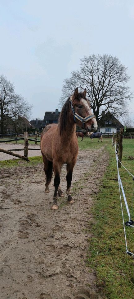 2 1/2 jähriger PRE-Mix- Wallach sucht den Sinn des Lebens in Siek