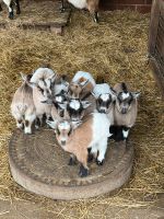 Zwergziegen Afrikanische Zwergziegen Ziegenbock Böckchen Niedersachsen - Lohne (Oldenburg) Vorschau