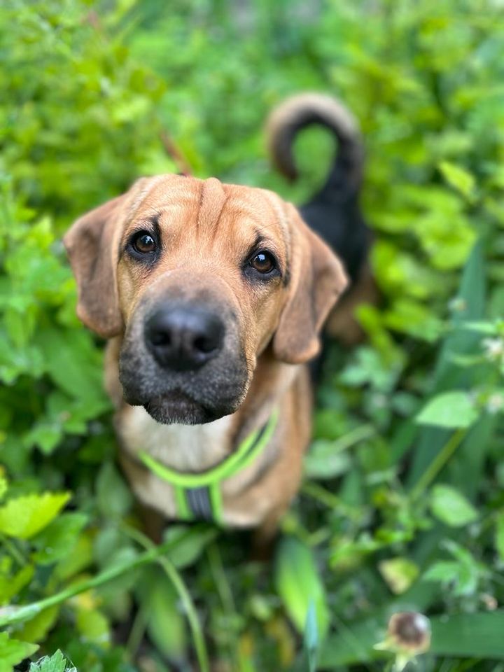 Bobby aus dem Tierschutz (1 Jahr) in 87648 Aitrang in Aitrang