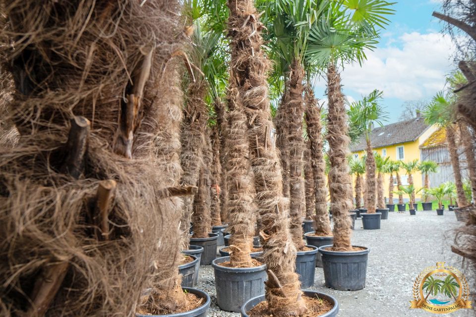 Trachycarpus Fortunei 130cm große Hanfpalme mit Pflanzenpass in Parkstein