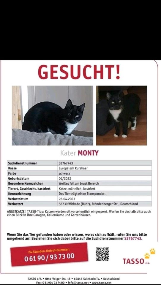 Kater monty  vermisst  seid 26.04.2023 in Wickede (Ruhr)