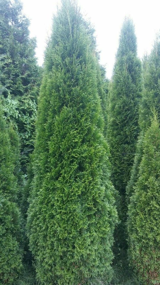 Thuja Smaragd 100-250cm, RABATTE, Anlieferung, Einpflanzberatung in Zeven