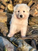 Weiße Schäferhunde Welpen - Langstockhaar & Stockhaar Dithmarschen - Schrum Vorschau