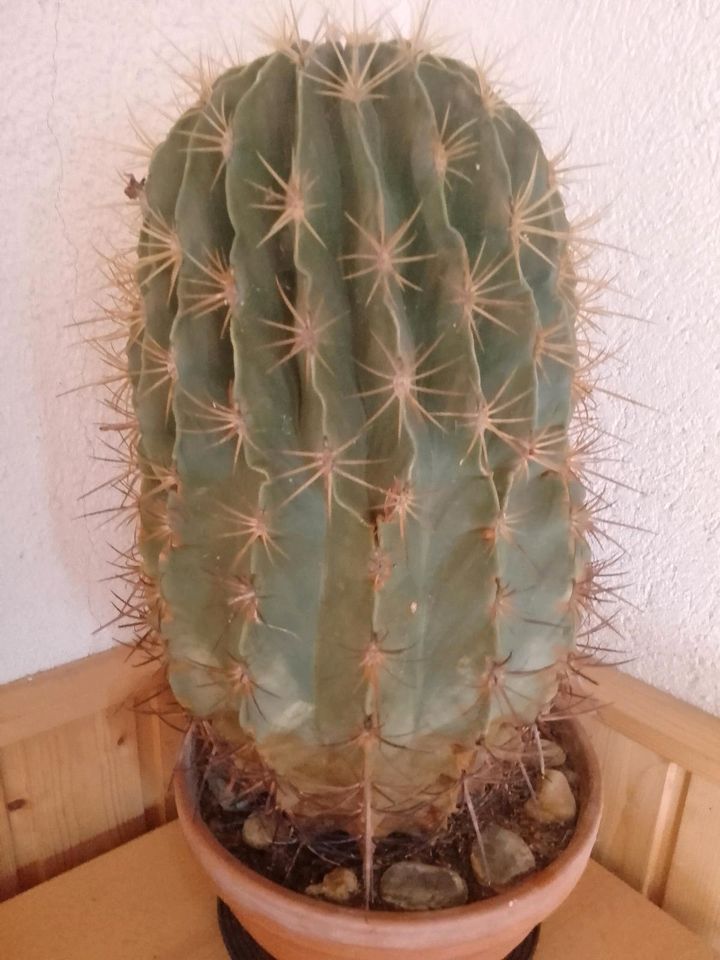 Rarität, riesiger Ferocactus Histrix in Triptis