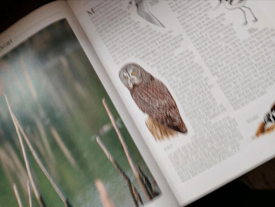 Vögel Europas, beobachten und bestimmen in Weißenburg in Bayern