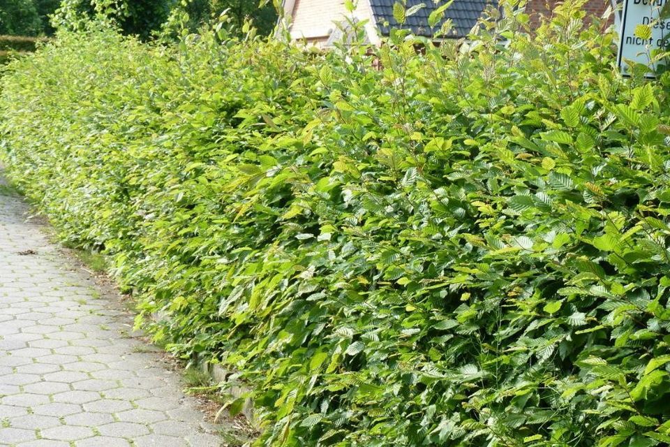 Hainbuchenhecke im Direktkauf in Weimar