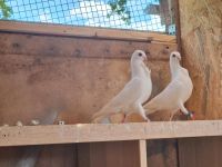 Weiße Tauben zu verkaufen Berlin - Lichtenberg Vorschau