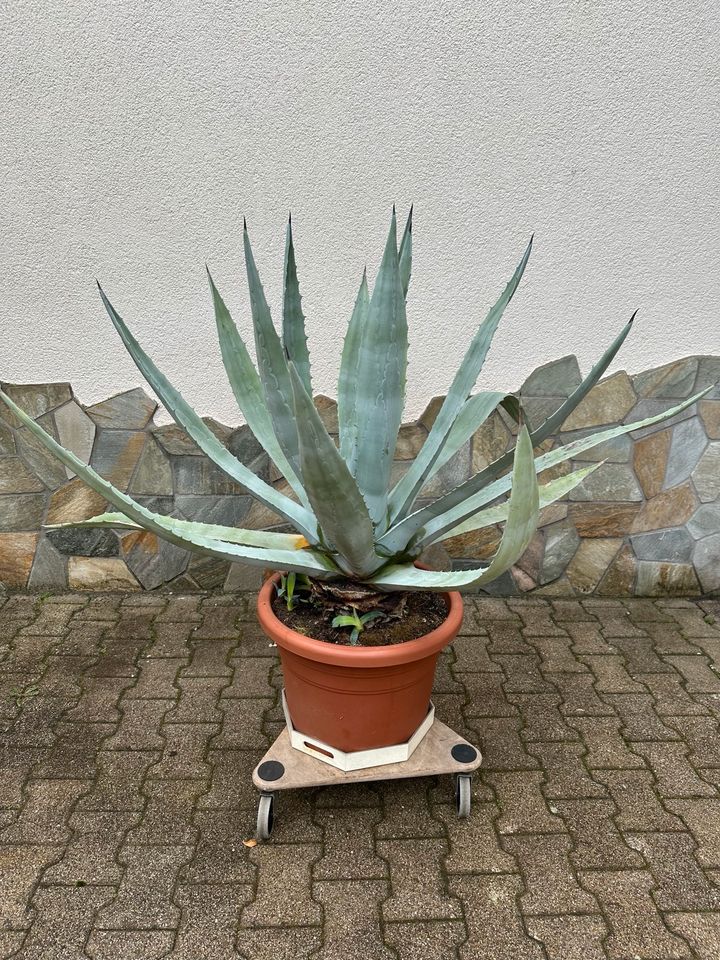 Agave Pflanze/ Kaktus groß in Hockenheim