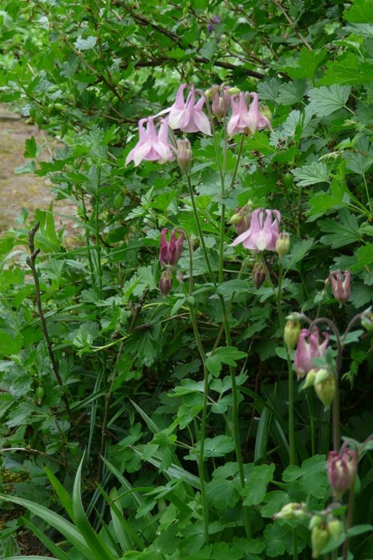 Akelei, Blumenstauden, Stauden, Blühstauden in Eggebek