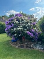 Rhododendron Nordrhein-Westfalen - Wesel Vorschau