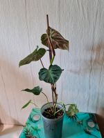 Philodendron Verrucosum Thüringen - Kahla Vorschau