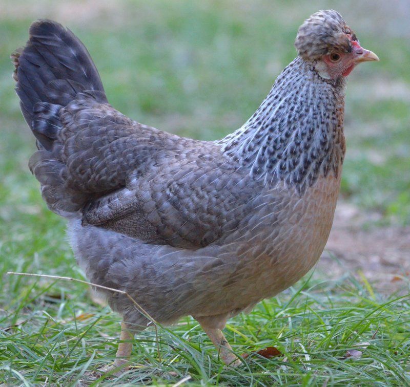 Grünleger Araucana Bruteier Sehr tolle Hühner Eier zum ausbrüten in Reinheim