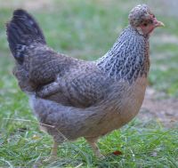 Grünleger Araucana Bruteier Sehr tolle Hühner Eier zum ausbrüten Hessen - Reinheim Vorschau
