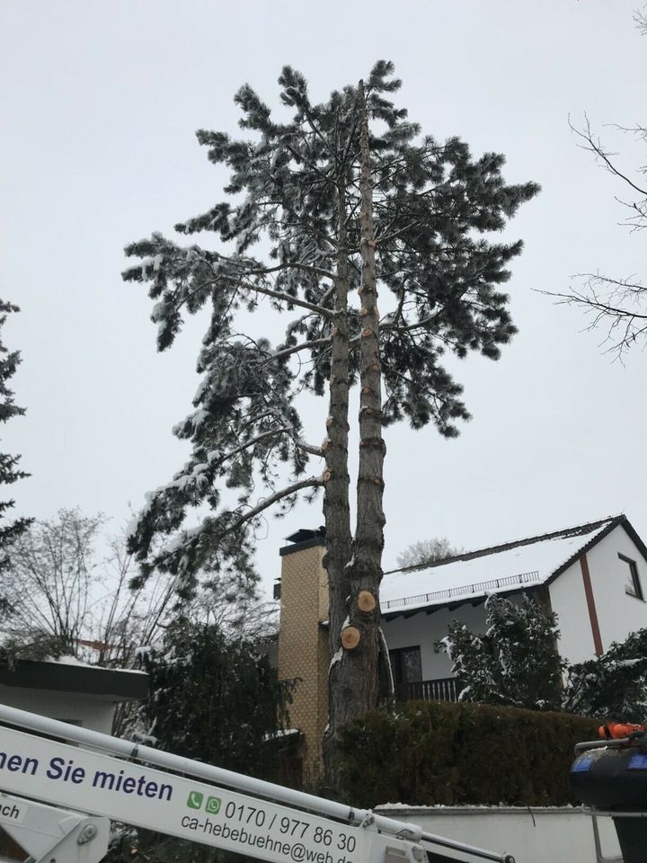 Baumfällung Seilklettertechnik Baum Schneiden Fällen in München