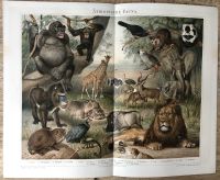 Vintage Retro Drucke Poster Bilder Abbildungen von 1880-1900 Dresden - Äußere Neustadt Vorschau