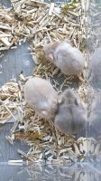 Hamster campbell können umziehen Baden-Württemberg - Ulm Vorschau