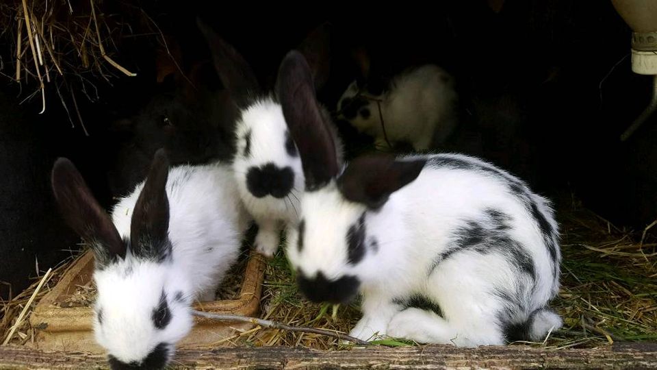 Kaninchen Riesenschecke Mix in Weitendorf Laage