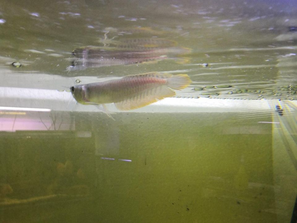 Arowana Silber 15 cm in Frohburg