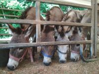 Pension Stall Offenstall Pony Esel Sachsen - Wolkenstein Vorschau