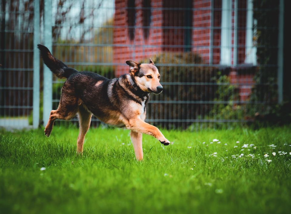 freundlicher Max sucht tolles Zuhause in Schwarzenbek