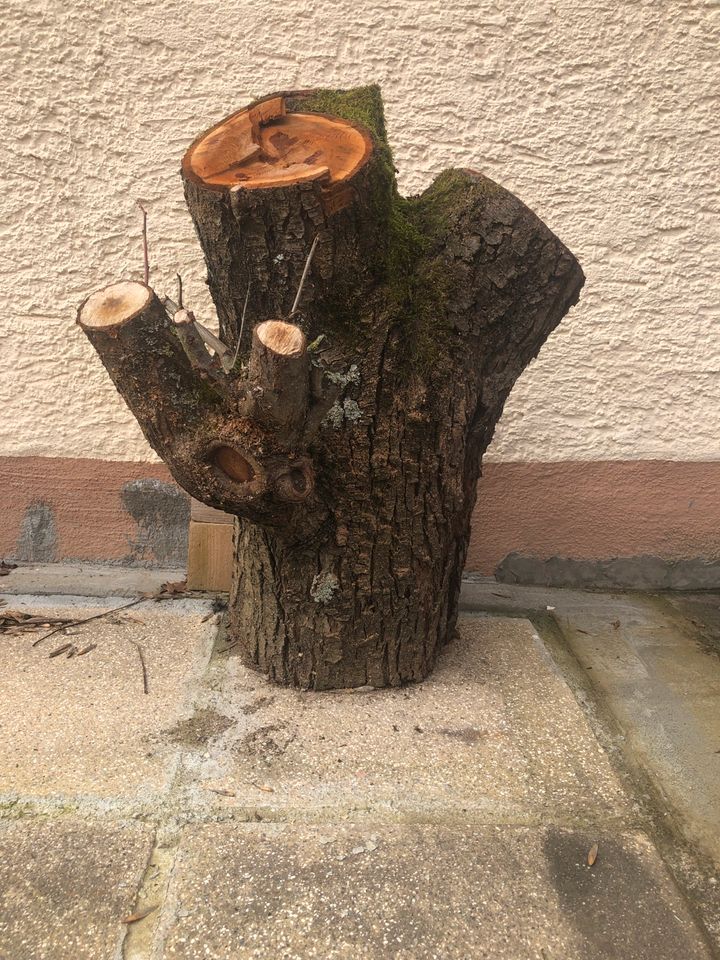 Baumstamm, Stumpf Apfelbaum Dekor in Sachsenheim