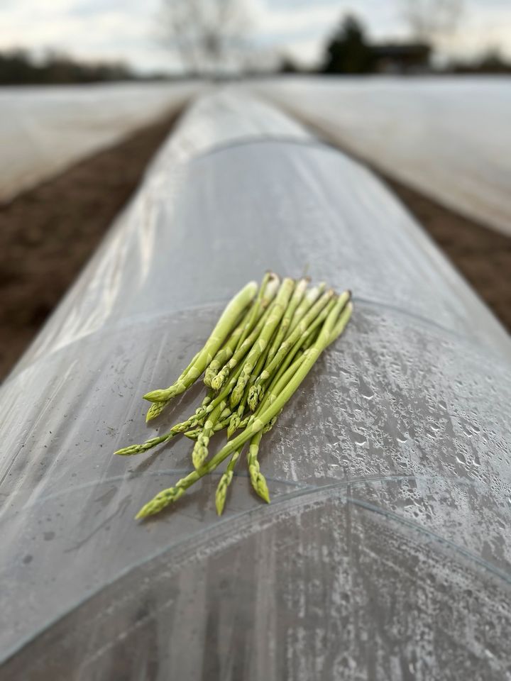 Suche Freundliche/r Verkäufer/in für Spargel & Erdbeeren in Grieben