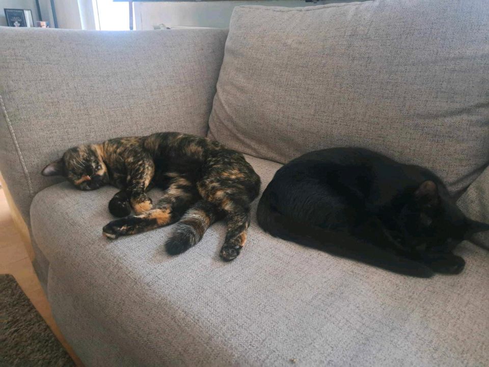 Katzen MINA und MILA suchen Zuhause in Essen