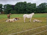 Pflegebeteiligungen an Ponys und Minishettys zu vergeben Schleswig-Holstein - Ahrensburg Vorschau