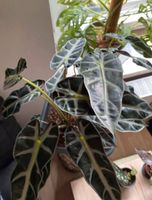 Kleine Pflänzchen - Alocasia Bambino Bayern - Töpen Vorschau