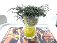 Zimmerpflanze Rhipsalis in FINK TULIP Glasvase mit Glasperlen Nordrhein-Westfalen - Steinheim Vorschau